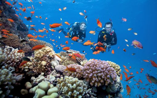 Tour phú quốc 3N2Đ - Khám phá lặn ngắm san hô