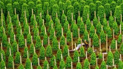 Alternative view of Tour tham quan 1 ngày đông nam phú quốc