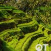 Tour Bali 4 ngày 3 đêm: Ubud - Nusa Dua