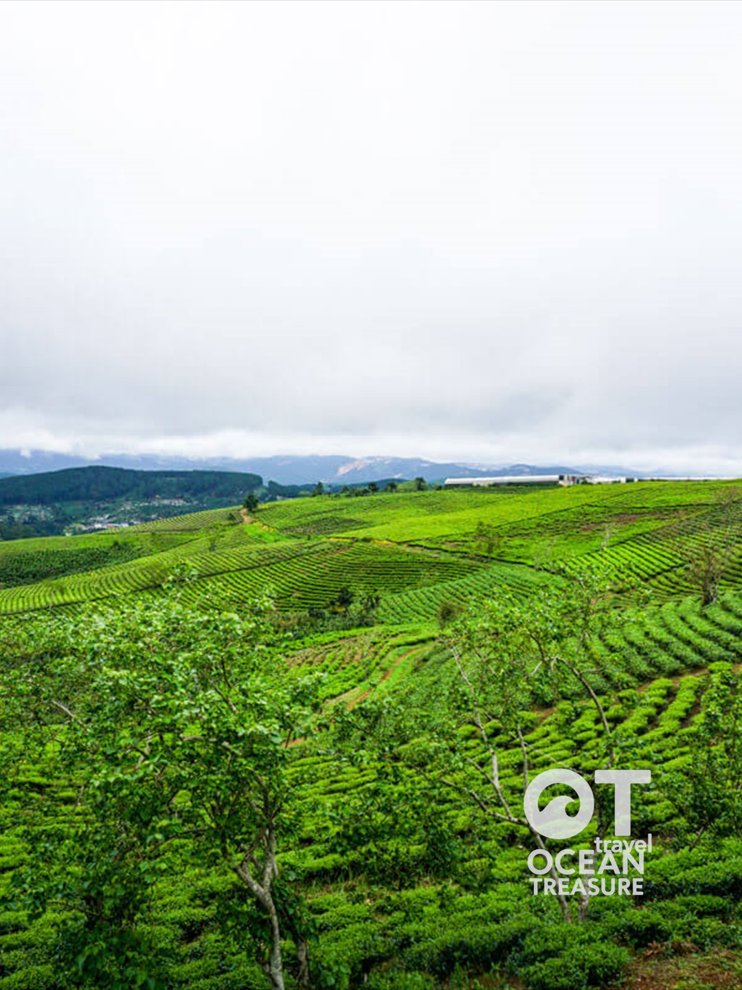 Tour săn mây Đà Lạt, Cầu Đất và cafe view thung lũng - Đà Lạt