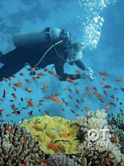 Alternative view of Tour 3 đảo Hòn Mun, Hòn Một và Làng Chài Nha Trang
