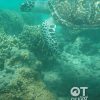 Tour láº·n biá»ƒn HÃ²n Mun Nha Trang vÃ  snorkeling ngáº¯m san hÃ´