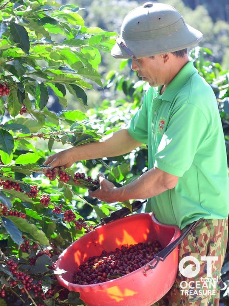 Đà Lạt 5h sáng: vườn cà phê Cầu Đất và rang thủ công