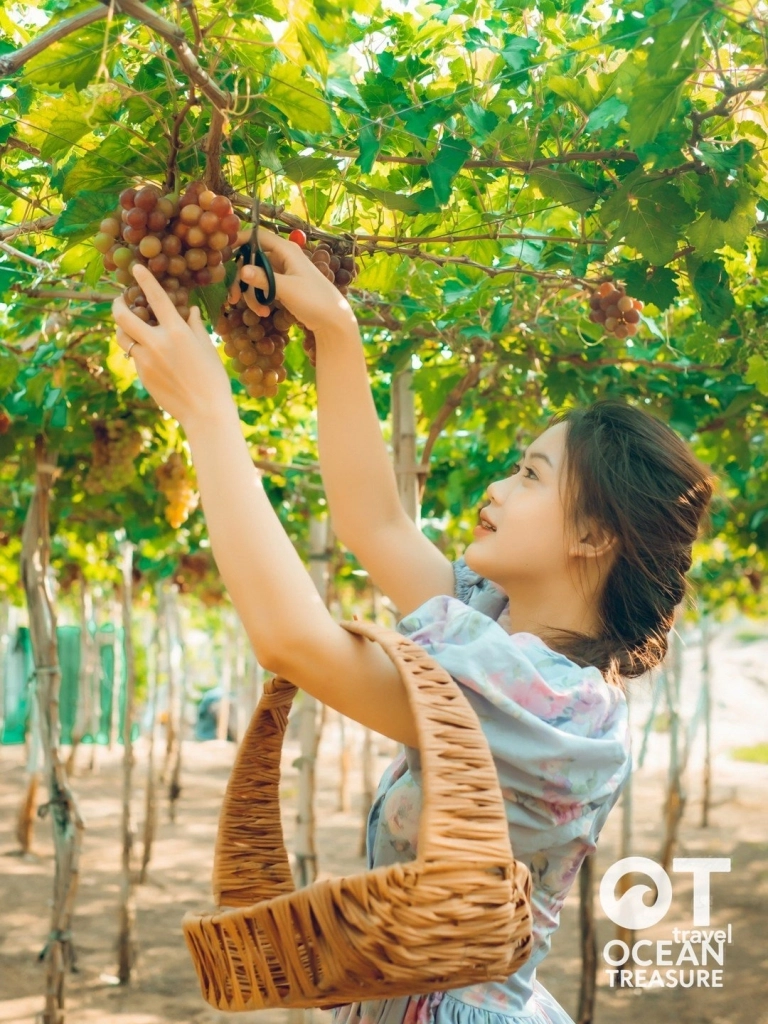 Vườn nho Thái An: hái nho và ăn trưa nhà vườn
