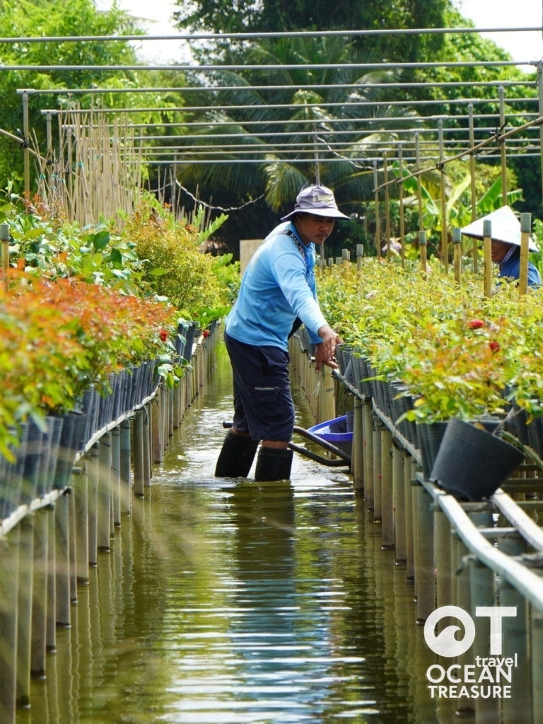 Làng hoa Sa Đéc và nhà cổ Huỳnh Thuỷ Lê