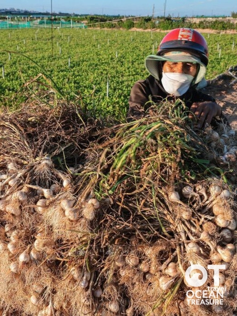 Lý Sơn trồng tỏi cùng nông dân đảo