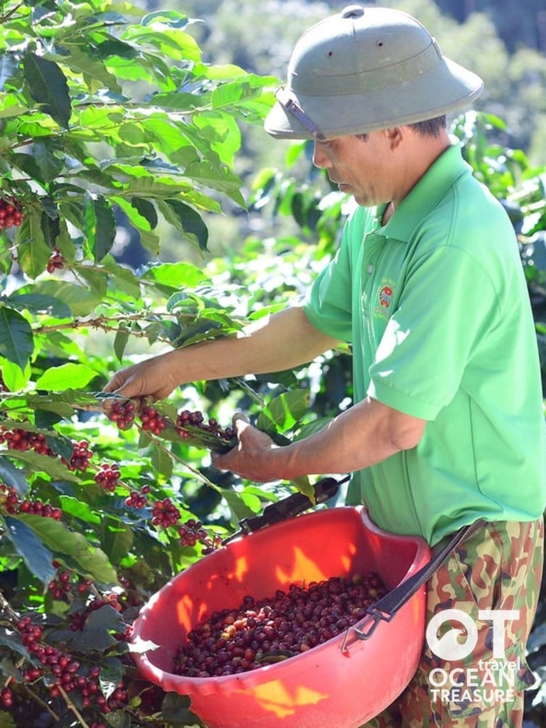 Đà Lạt 5h sáng: vườn cà phê Cầu Đất và rang thủ công