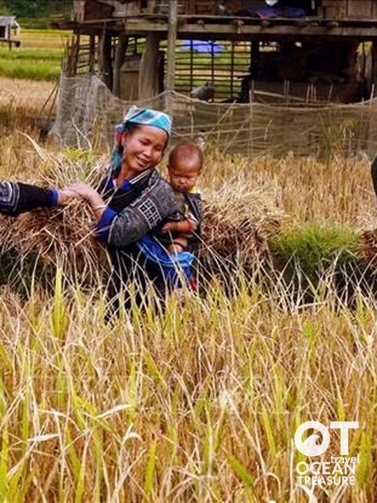 Mù Cang Chải gặt lúa cùng gia đình bản Lìm Mông