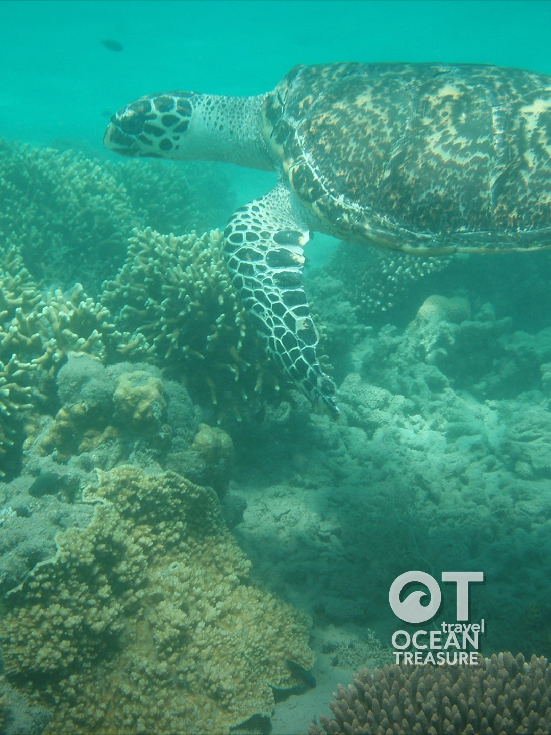 Lặn biển Hòn Mun Nha Trang và snorkeling ngắm san hô