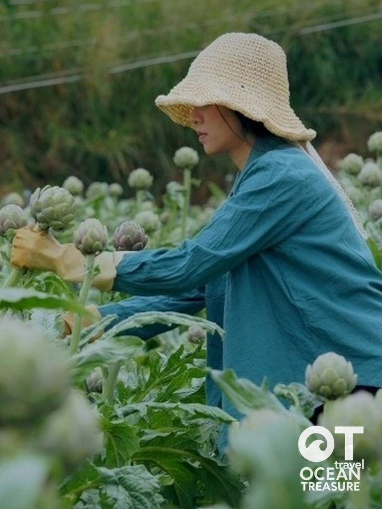 Người làm vườn thu hoạch bông atiso.